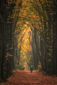 Mountainbiker im Wald
