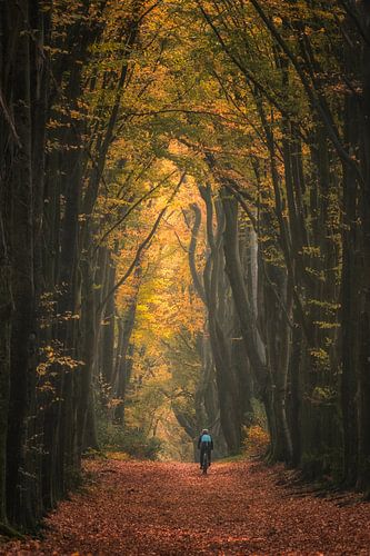 Mountainbiker in het bos