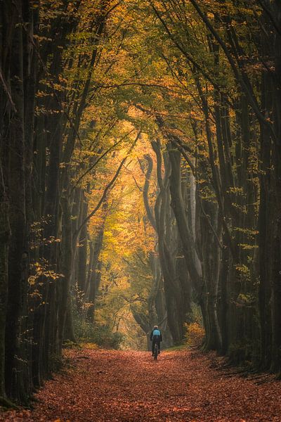 Mountainbiker in het bos van Moetwil en van Dijk - Fotografie