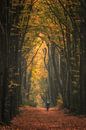 Mountainbiker in het bos van Moetwil en van Dijk - Fotografie thumbnail