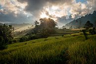 Sunrise over the rice fields of Sidemen, Bali by Ellis Peeters thumbnail