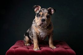 Old English bulldog pup zittend op een poef in stilleven