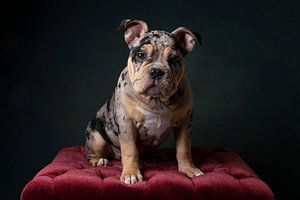 Alte englische Bulldogge auf einem Hocker sitzend im Stillleben