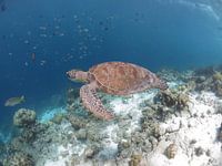 Zeeschildpad