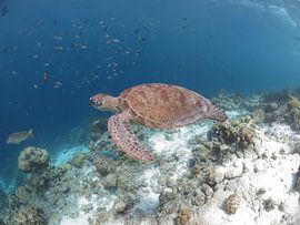 Zeeschildpad von Ruud Cloosterman