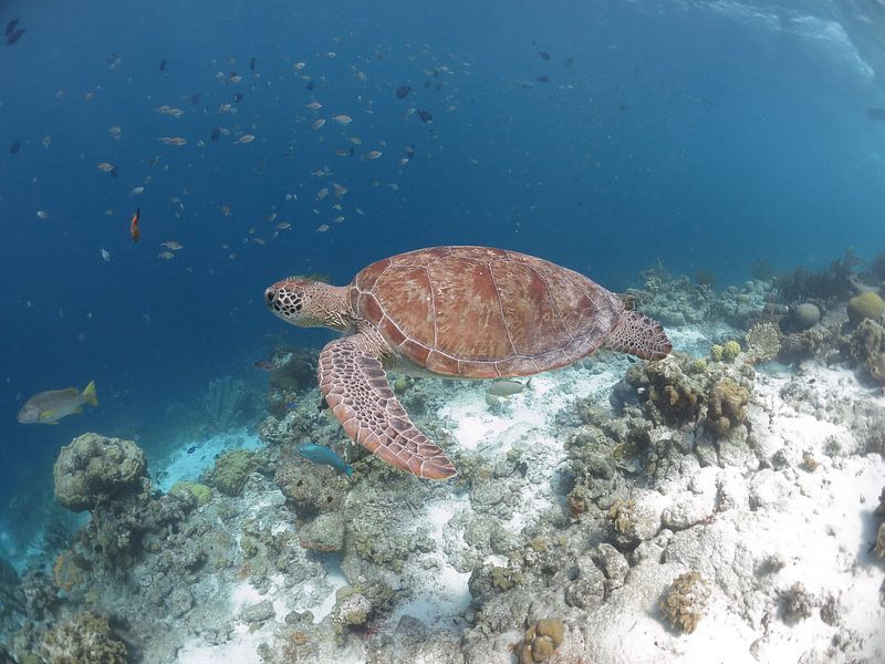 Zeeschildpad von Ruud Cloosterman