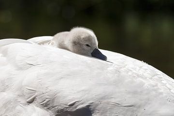 Jeunes cygnes sur Menno Schaefer