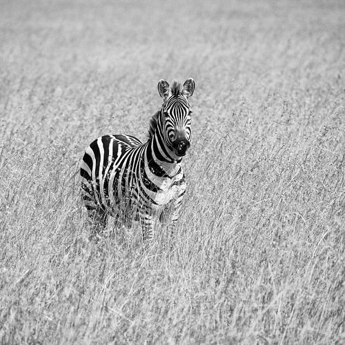 Zebra in high grass