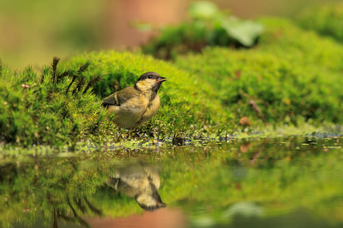 Mésange charbonnière à Harmonie sur Quirina