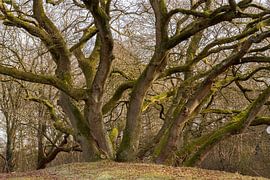 Arbre sur Richard Gilissen