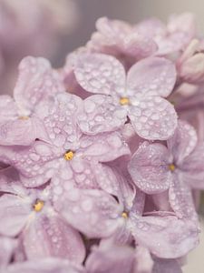Flexa Farbe des Jahres 2024 Sweet Embrace