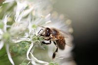 Abeille sur oignon d'ornement