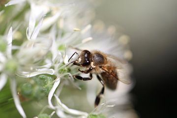 Bee on ornamental onion by Audrey Nijhof