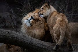 Bébé lion avec son père sur Chi