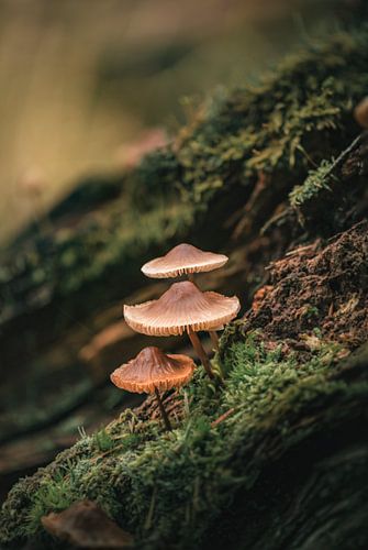 Three beautiful mushrooms growing on top of each other on a tree stump