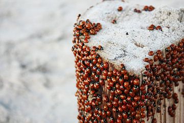 Lieveheersbeestjes aan het strand von Hendrik Vingerhoet