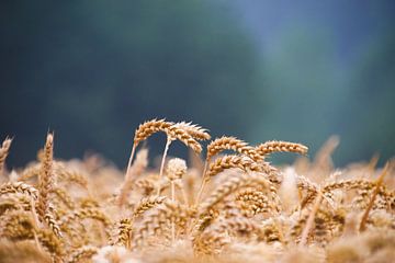 Des céréales presque prêtes à être récoltées sur Koen Blancquaert