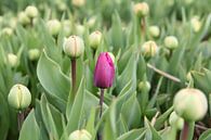 Vroege paarse tulp van Carel van der Lippe thumbnail