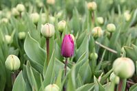 Early purple tulip
