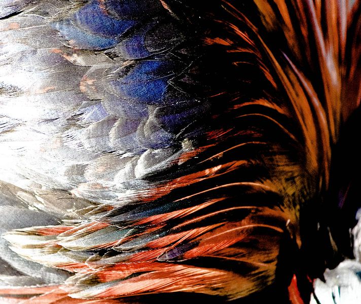 Plumes III par lieve velle