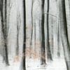 Het sprookjes bos in de winter van Loulou Beavers