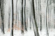 Het sprookjes bos in de winter van Loulou Beavers thumbnail