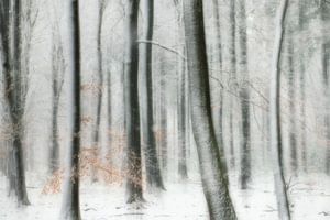 La forêt des contes de fées en hiver
