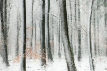 The fairytale forest in winter