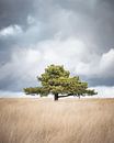 Scots pine on the Terletse Heide by Nicky Kapel thumbnail
