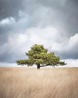 Scots pine on the Terletse Heide