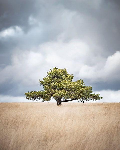 Scots pine on the Terletse Heide by Nicky Kapel