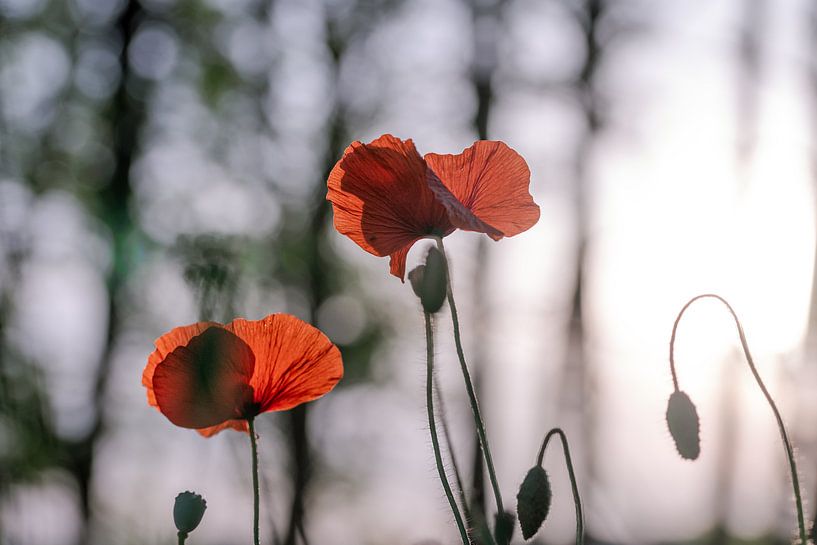 Papaver in het avondlicht van Kurt Krause