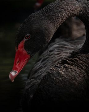 Black Swan by Liliane Jaspers