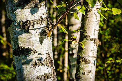 Birch logs