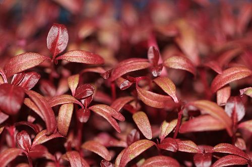 Adji cress
