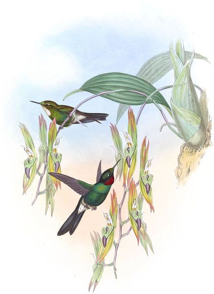 Parzudakis Star-Frontlet, John Gould von Hummingbirds