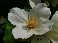 Witte botanische roos