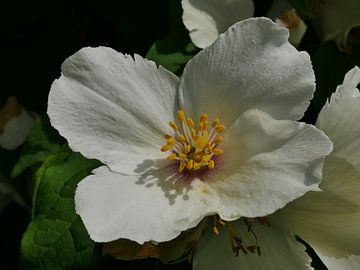 Weiße botanische Rose von Wim vd Neut
