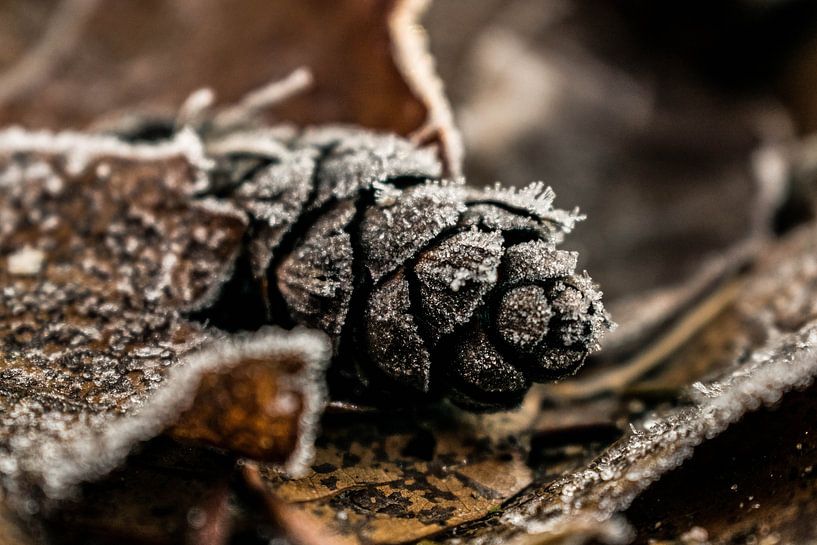 Hoge Veluwe by Robert Snoek