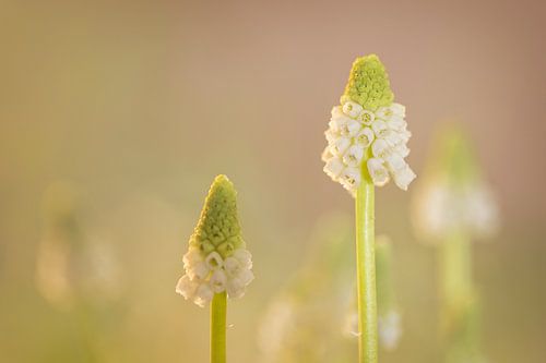 Wit druifje "White Magic" (Muscari)