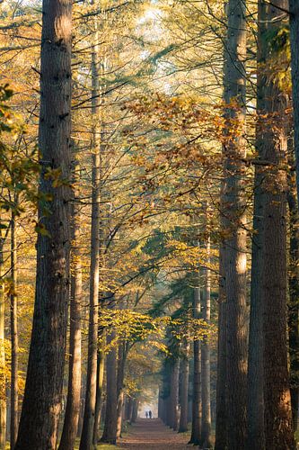 Herfst en zonsopkomst in het Zeister bos in Zeist!