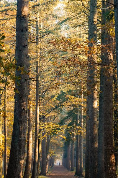Herbst und Sonnenaufgang im Wald von Zeister in Zeist! von Peter Haastrecht, van