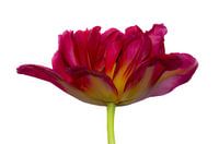 Tulp