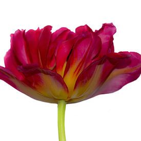 Tulp von Ida Muller