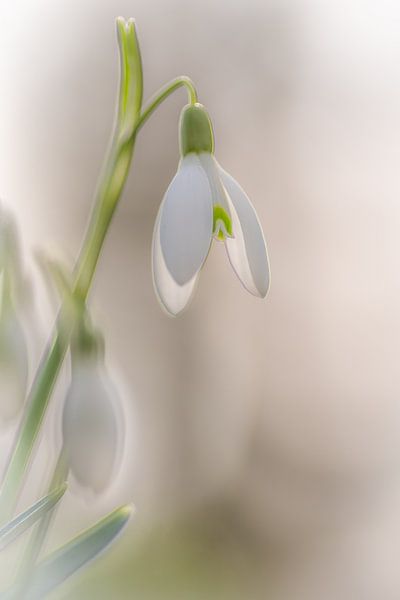 Schneeglöckchen von Richard van der Zwan
