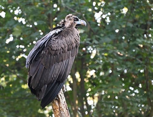Monk vulture on the lookout.
