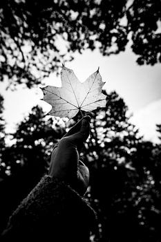 Herfstblad zwart/wit Fotografie