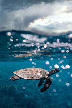 Turtle coming up for air