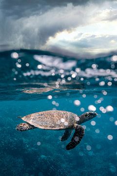 Schildpad aan de oppervlakte van Romy Oomen