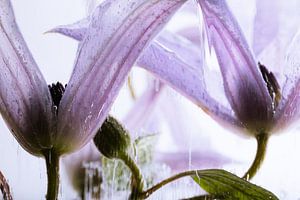 Clematis in Eis 2